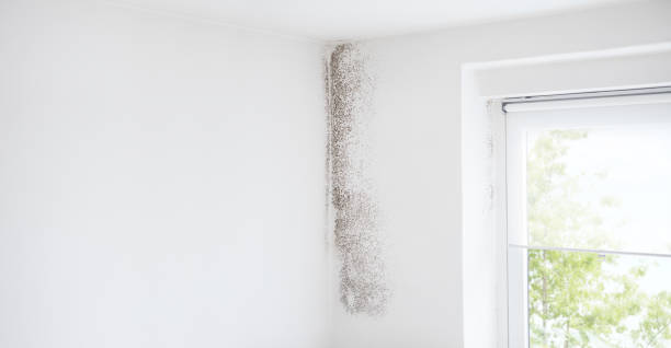 Trusted South Lancaster, MA Mold Removal Experts